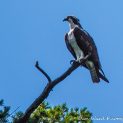 Osprey-Lake McCloud 2017-1