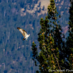 Osprey Landing In Tree