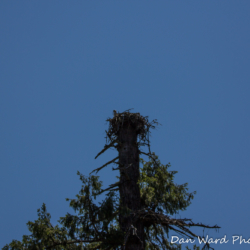 Osprey Nest-Lake McCloud 2017-2