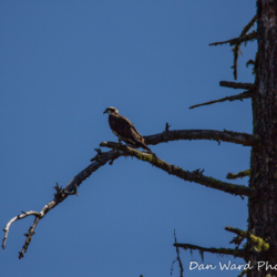 Osprey On Snag-Lake McCloud 2017-1