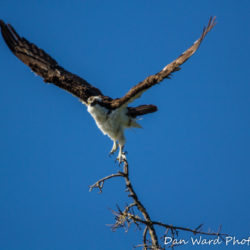 Osprey Taking Flight at Lake Siskiyou-1