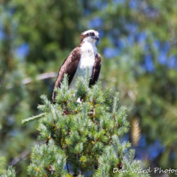 Osprey in Fir Tree-Lake McCloud 2017-1