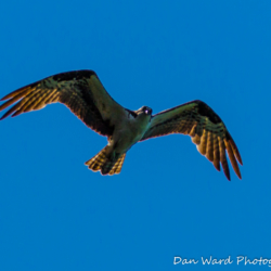 Osprey in Flight-Lake McCloud 2017-1