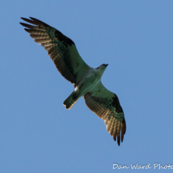 Osprey in Flight-Lake McCloud 2017-2