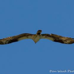 Osprey in Flight-Lake McCloud 2017-3