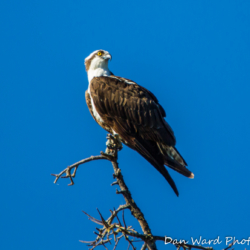 Osprey on Snag at Lake Siskiyou-1
