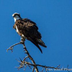 Osprey on Snag at Lake Siskiyou-2