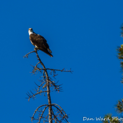 Osprey on Snag at Lake Siskiyou-3