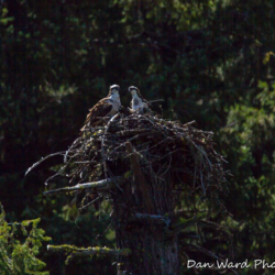 Ospreys In Nest-Lake McCloud 2017-1