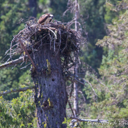 Ospreys In Nest-Lake McCloud 2017-2