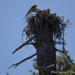Ospreys In Nest-Lake McCloud 2017-4