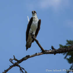 Ospreys In Tree-Lake McCloud 2017-4