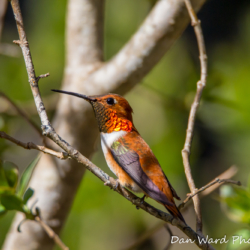 Rufous Hummingbird-10