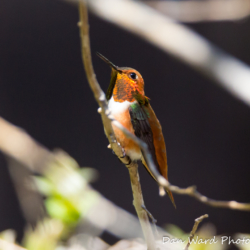 Rufous Hummingbird-11