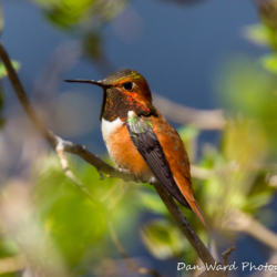 Rufous Hummingbird-3