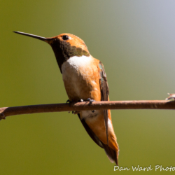 Rufous Hummingbird-4