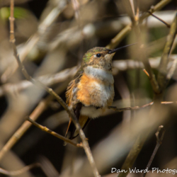 Rufous Hummingbird-6