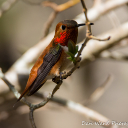 Rufous Hummingbird-8