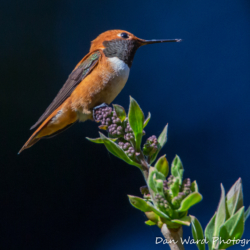 Rufous Hummingbird-9