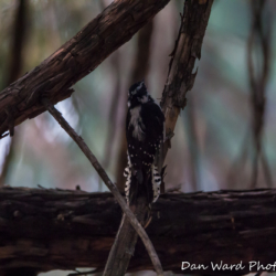 Three-Toed Woodpecker-1