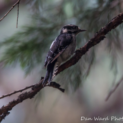 Three-Toed Woodpecker-2