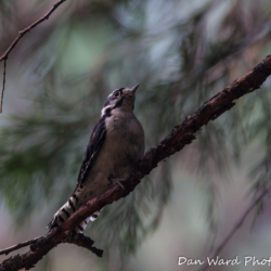 Three-Toed Woodpecker-3