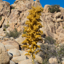 Yucca Bloom-Joshua Tree Park-1