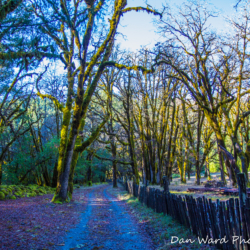 Heath Angelo Preserve- Road To Elder Creek