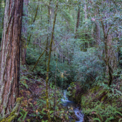 Heath Angelo Preserve- Skunk Creek