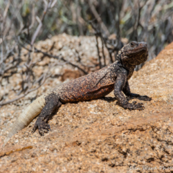 49 Palms Oasis-Chuckwalla Lizard-10