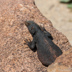 49 Palms Oasis-Chuckwalla Lizard-12