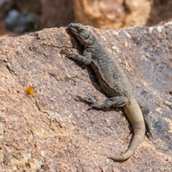 49 Palms Oasis-Chuckwalla Lizard-13