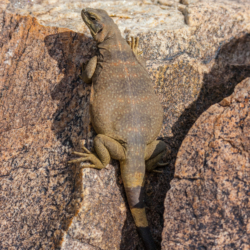 49 Palms Oasis-Chuckwalla Lizard-14