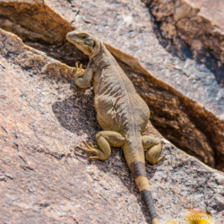 49 Palms Oasis-Chuckwalla Lizard-15