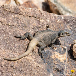 49 Palms Oasis-Chuckwalla Lizard-16