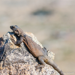 49 Palms Oasis-Chuckwalla Lizard-3