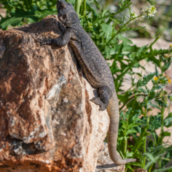 49 Palms Oasis-Chuckwalla Lizard-4