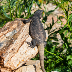 49 Palms Oasis-Chuckwalla Lizard-5