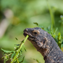 49 Palms Oasis-Chuckwalla Lizard-6