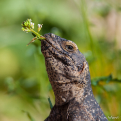 49 Palms Oasis-Chuckwalla Lizard-8