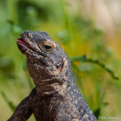 49 Palms Oasis-Chuckwalla Lizard-9