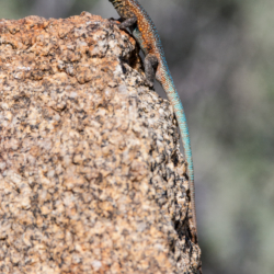 49 Palms Oasis-Desert Iguana-1