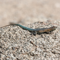 49 Palms Oasis-Desert Iguana-2