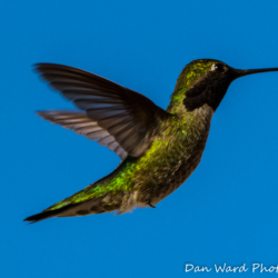 Anna's Hummingbird-Puerto Penadco-1 (1 of 1)