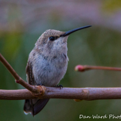 Costas Female Hummingbird-1 (1 of 1)