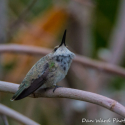 Costas Female Hummingbird-2 (1 of 1)