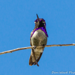 Costas Hummingbird-4 (1 of 1)