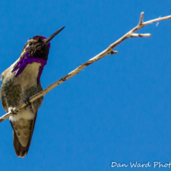 Costas Hummingbird-9 (1 of 1)