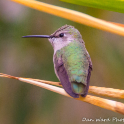 Hummingbird-1 (1 of 1)