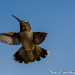 Hummingbird-2 (1 of 1)